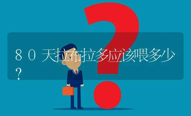 80天拉布拉多应该喂多少？ | 动物养殖问答