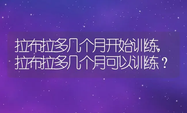 拉布拉多几个月开始训练,拉布拉多几个月可以训练？ | 宠物百科知识