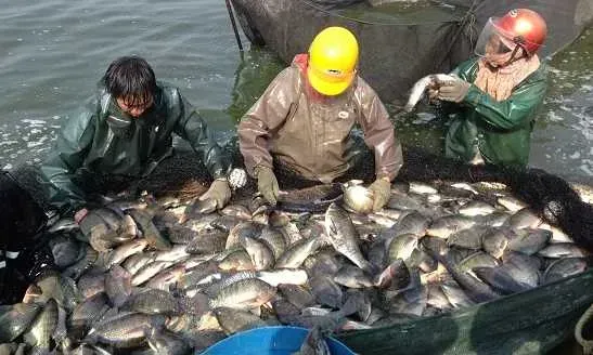 华南区池塘养殖罗非鱼草鱼管理要点