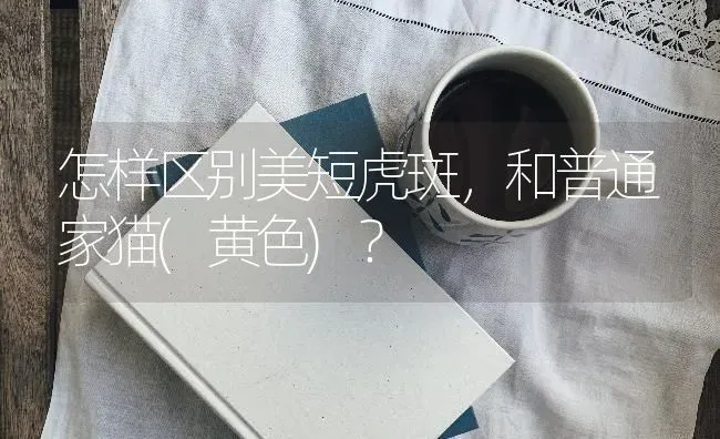 怎样区别美短虎斑，和普通家猫(黄色)？ | 动物养殖问答