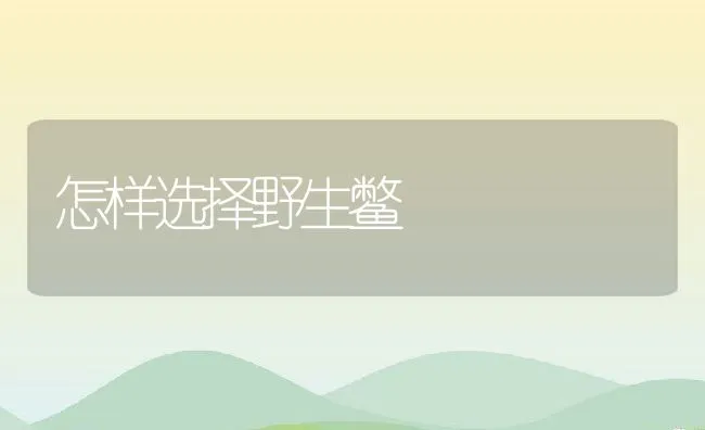 鱼塘开挖清淤机械的选用方法 | 海水养殖技术