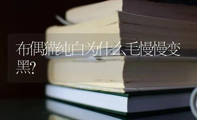 布偶猫纯白为什么毛慢慢变黑？ | 动物养殖问答