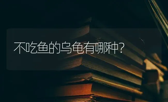 不吃鱼的乌龟有哪种？ | 动物养殖问答