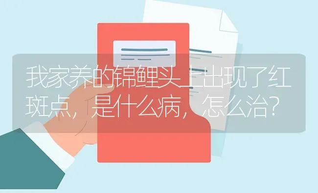 我家养的锦鲤头上出现了红斑点，是什么病，怎么治？ | 鱼类宠物饲养