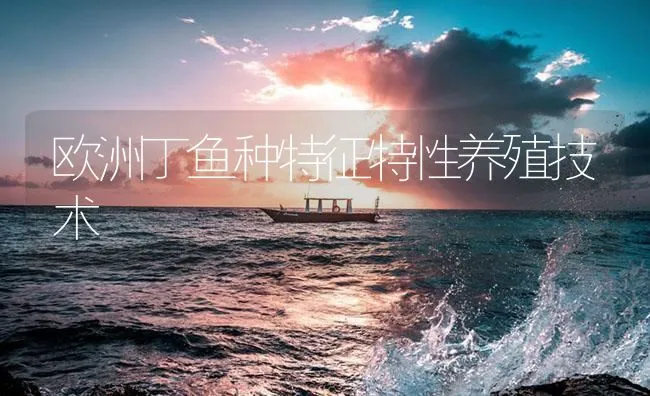 欧洲丁鱼种特征特性养殖技术 | 海水养殖技术