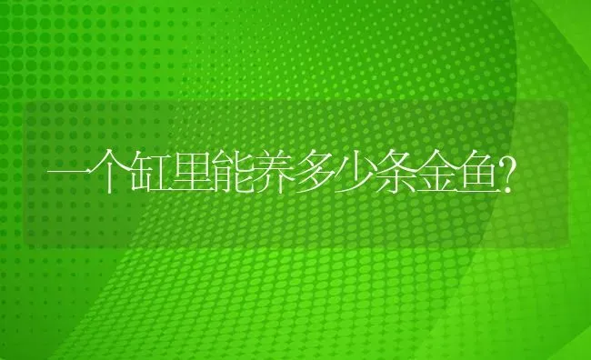 体型最大的淡水虾虎鱼？ | 鱼类宠物饲养