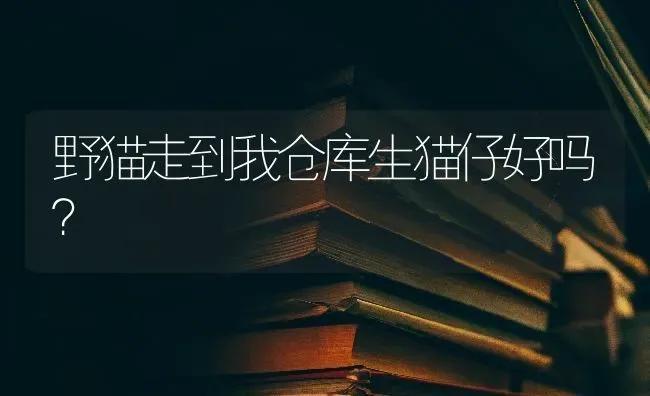 野猫走到我仓库生猫仔好吗？ | 动物养殖问答