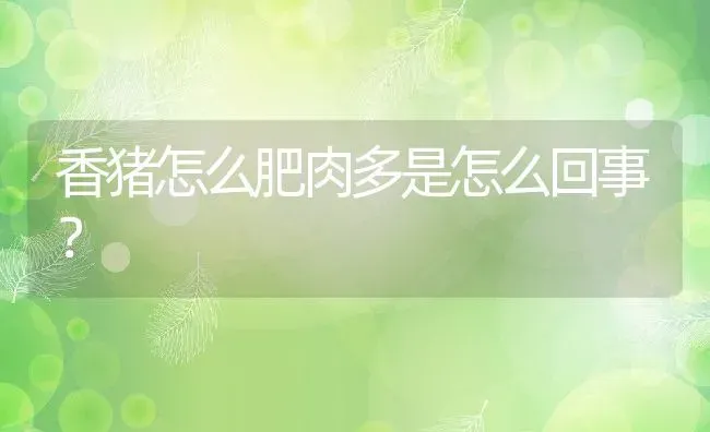 香猪怎么肥肉多是怎么回事？ | 动物养殖百科