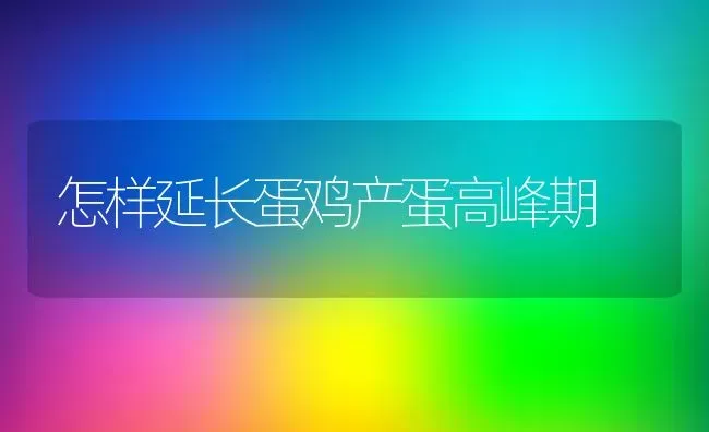 怎样延长蛋鸡产蛋高峰期 | 动物养殖教程