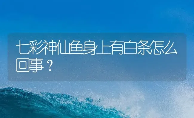 七彩神仙鱼身上有白条怎么回事？ | 鱼类宠物饲养