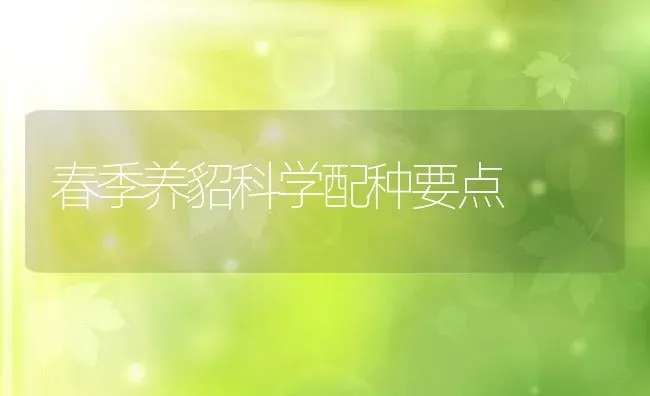 春季养貂科学配种要点 | 特种养殖技术