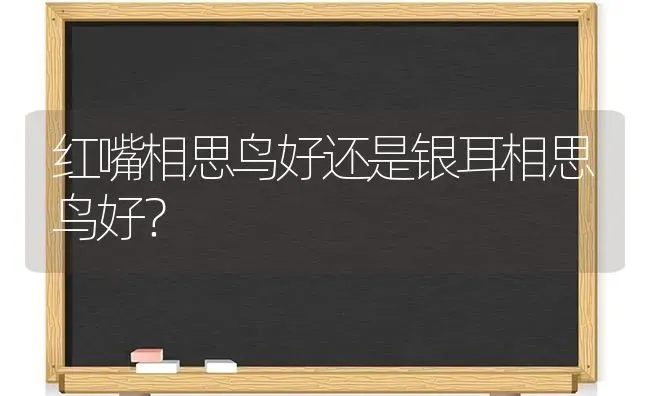 红嘴相思鸟好还是银耳相思鸟好？ | 动物养殖问答