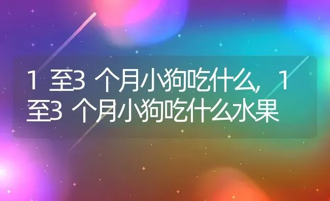 1至3个月小狗吃什么,1至3个月小狗吃什么水果 | 宠物百科知识