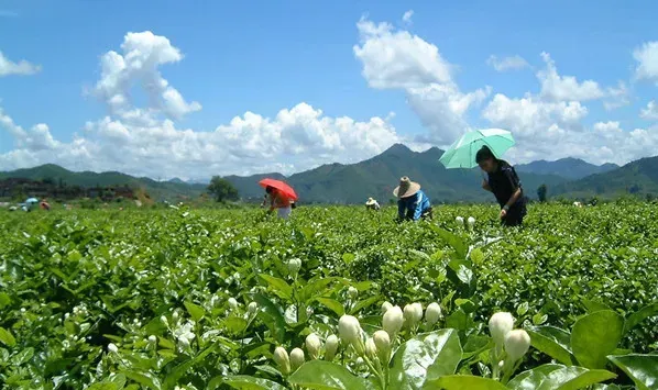 茉莉花烂根的原因及处理方法