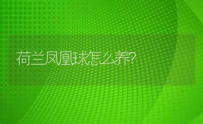 荷兰凤凰球怎么养？ | 鱼类宠物饲养