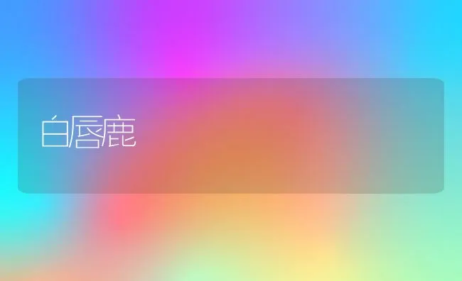 白唇鹿 | 水产养殖知识