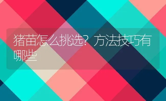 猪苗怎么挑选？方法技巧有哪些 | 动物养殖教程