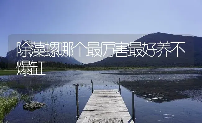 除藻螺哪个最厉害最好养不爆缸 | 鱼类宠物饲养