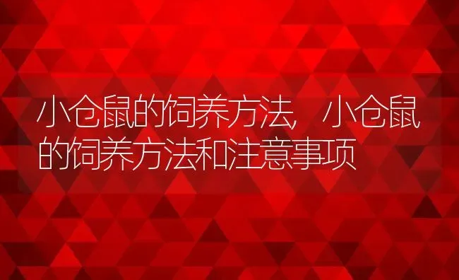 小仓鼠的饲养方法,小仓鼠的饲养方法和注意事项 | 宠物百科知识