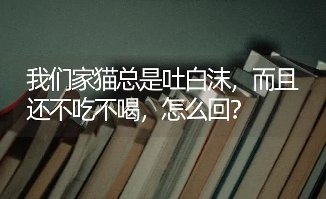 我们家猫总是吐白沫，而且还不吃不喝，怎么回？ | 动物养殖问答