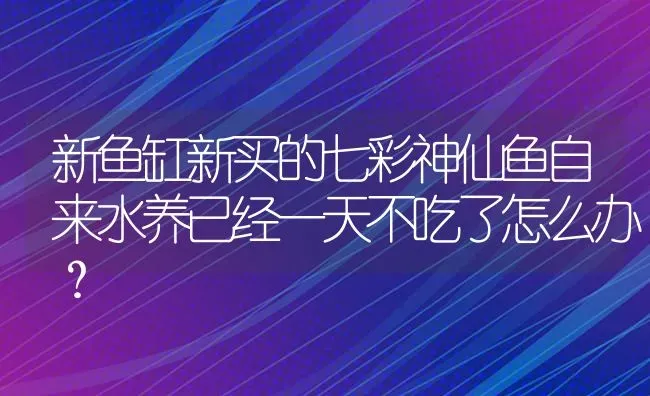 新鱼缸新买的七彩神仙鱼自来水养已经一天不吃了怎么办？ | 鱼类宠物饲养