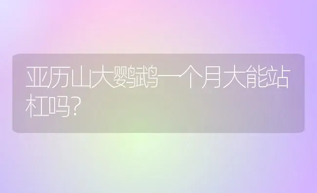 亚历山大鹦鹉一个月大能站杠吗？ | 动物养殖问答