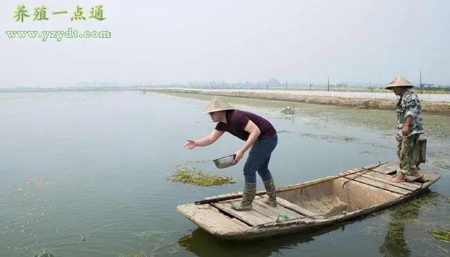 高温持续，养蟹注意避免蟹塘增氧管理四误区