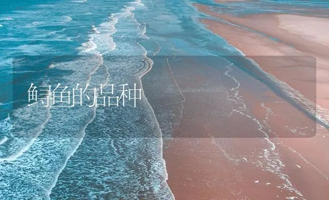 鲟鱼的品种 | 海水养殖技术