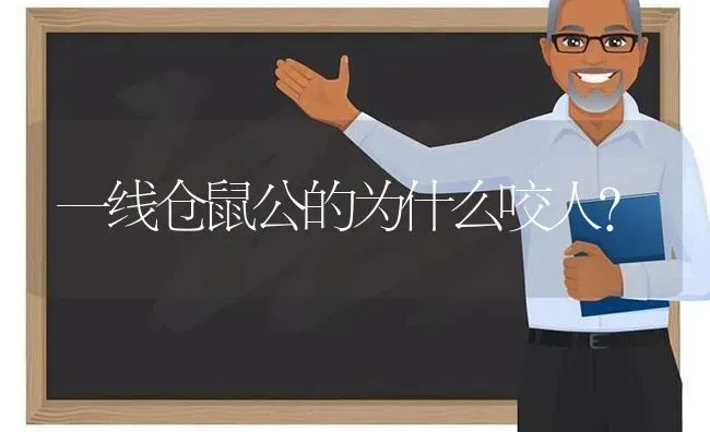 一线仓鼠公的为什么咬人？ | 动物养殖问答