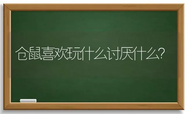 仓鼠喜欢玩什么讨厌什么？ | 动物养殖问答