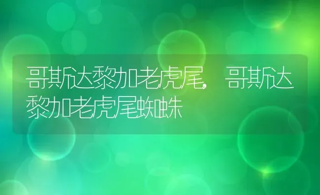 哥斯达黎加老虎尾,哥斯达黎加老虎尾蜘蛛 | 宠物百科知识