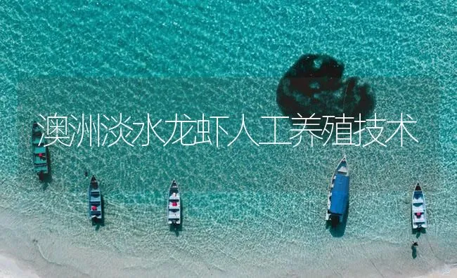 澳洲淡水龙虾人工养殖技术 | 海水养殖技术