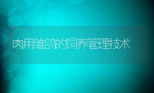 肉用雏鸽的饲养管理技术 | 动物养殖学堂