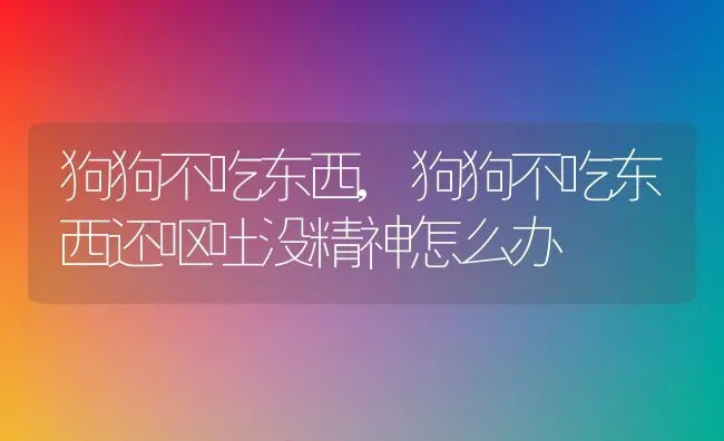 狗狗不吃东西,狗狗不吃东西还呕吐没精神怎么办 | 宠物百科知识