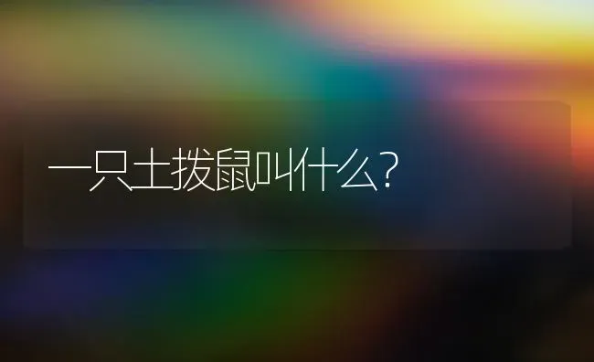 一只土拨鼠叫什么？ | 动物养殖问答