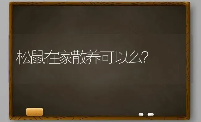 松鼠在家散养可以么？ | 动物养殖问答