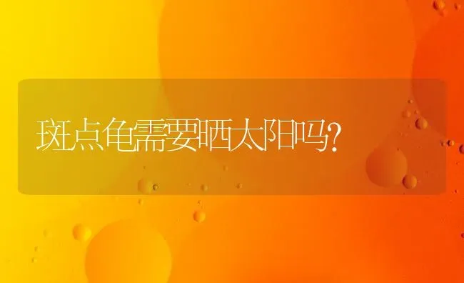 斑点龟需要晒太阳吗？ | 动物养殖问答