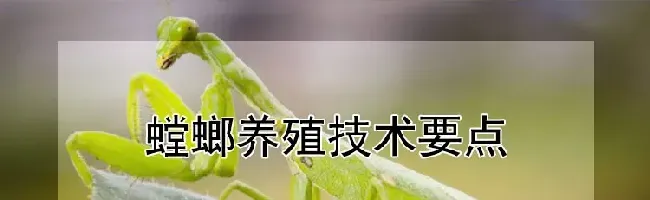 螳螂养殖技术要点