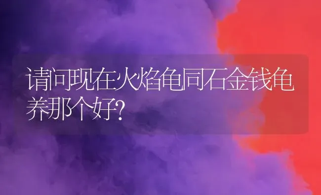 请问现在火焰龟同石金钱龟养那个好？ | 动物养殖问答