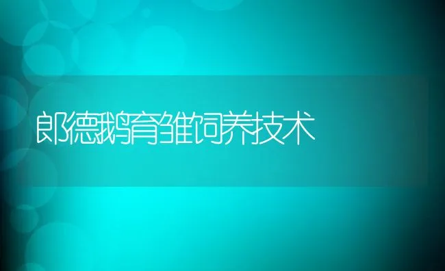 郎德鹅育雏饲养技术 | 动物养殖饲料