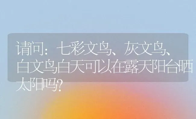 请问：七彩文鸟、灰文鸟、白文鸟白天可以在露天阳台晒太阳吗？ | 动物养殖问答