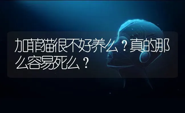 加菲猫很不好养么？真的那么容易死么？ | 动物养殖问答