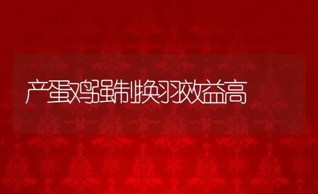 产蛋鸡强制换羽效益高 | 动物养殖教程