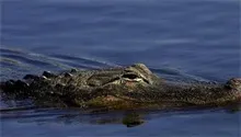 鳄鱼养殖之交配和产卵