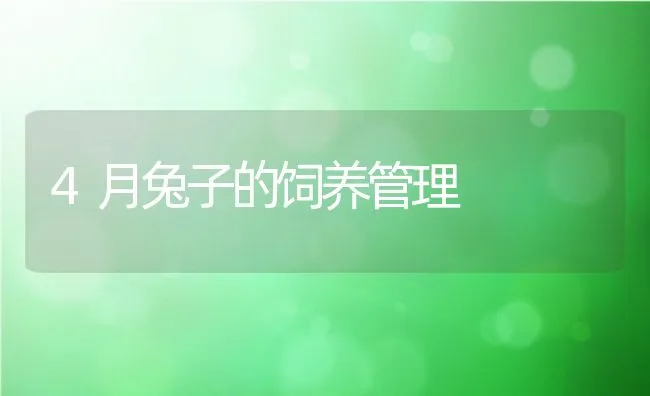 4月兔子的饲养管理 | 动物养殖饲料