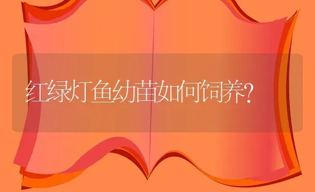 红绿灯鱼幼苗如何饲养？ | 鱼类宠物饲养