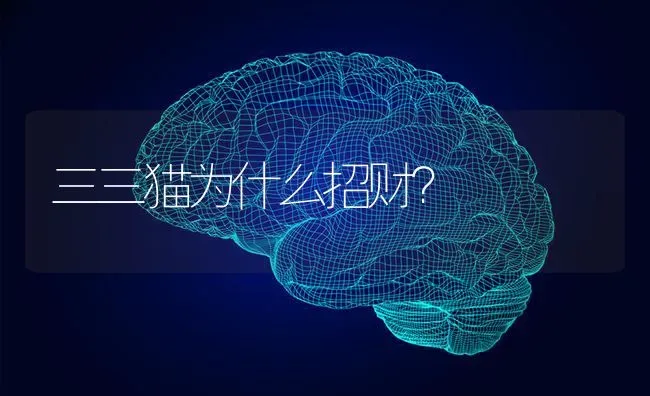 三三猫为什么招财？ | 动物养殖问答