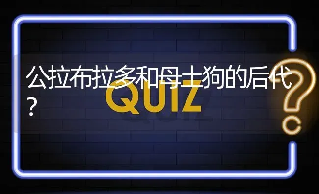 公拉布拉多和母土狗的后代？ | 动物养殖问答