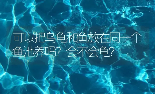 可以把乌龟和鱼放在同一个鱼池养吗？会不会龟？ | 鱼类宠物饲养