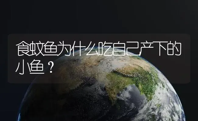 食蚊鱼为什么吃自己产下的小鱼？ | 鱼类宠物饲养